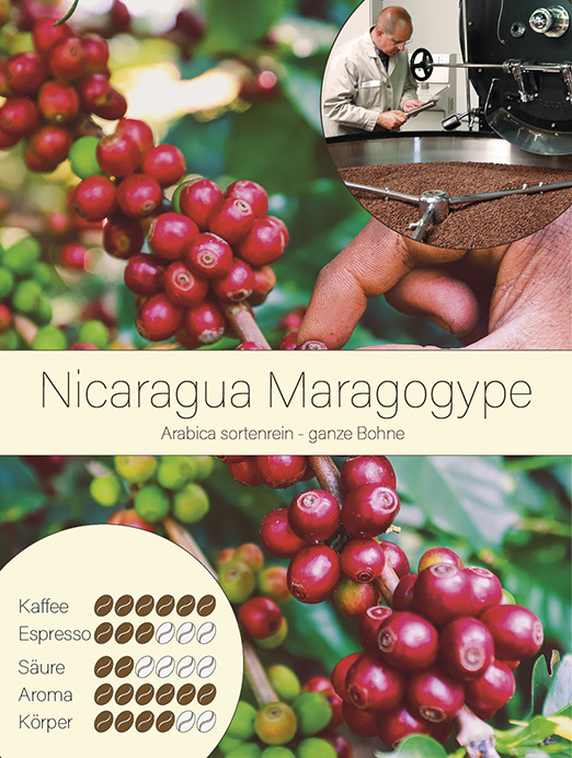 Nicaragua Maragogype - Arabica sortenrein